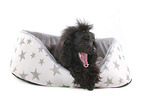 lying Standard Poodle