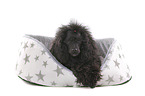 lying Standard Poodle