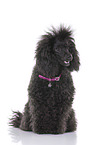 sitting Standard Poodle
