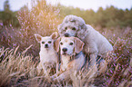 3 Dogs