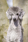 Standard Poodle portrait