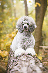 lying Standard Poodle