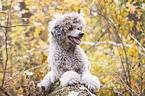 lying Standard Poodle