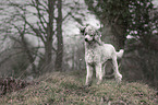 standing Standard Poodle