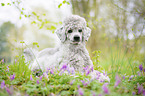 lying Standard Poodle