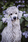 Standard Poodle portrait