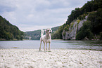 standing Standard Poodle