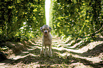 standing Standard Poodle