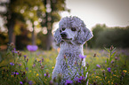sitting Standard Poodle