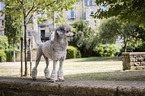 standing Standard Poodle