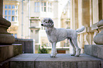 standing Standard Poodle