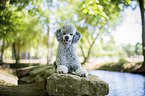 lying Standard Poodle