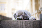 lying Standard Poodle