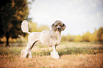 standing Standard Poodle
