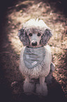 sitting Standard Poodle