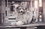 lying Standard Poodle