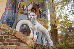 standing Standard Poodle