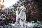 standing Standard Poodle