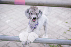 standing Standard Poodle