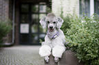 lying Standard Poodle