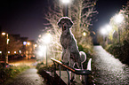 standing Standard Poodle