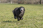 running Standard Poodle