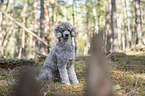 sitting Standard Poodle