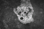Standard Poodle portrait