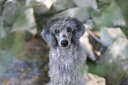 Standard Poodle portrait