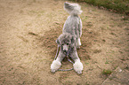 standing Standard Poodle