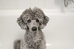 Standard Poodle grooming