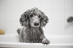 Standard Poodle grooming