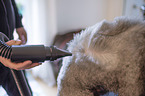 Standard Poodle grooming