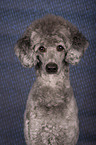 Standard Poodle portrait