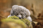 lying Standard Poodle