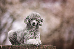 lying Standard Poodle