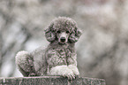 lying Standard Poodle