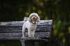 Standard Poodle on a wooden bench