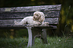 Standard Poodle on a wooden bench