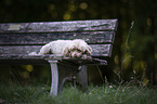 Standard Poodle on a wooden bench