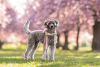 standing Standard Poodle