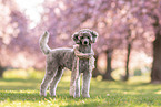 standing Standard Poodle