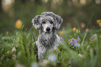 Standard Poodle