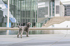 standing Standard Poodle