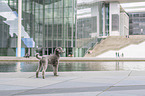 standing Standard Poodle