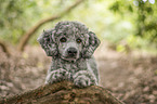 Standard Poodle