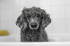 Standard Poodle in a bathtub