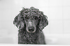 Standard Poodle in a bathtub