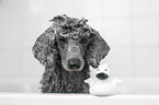 Standard Poodle in a bathtub