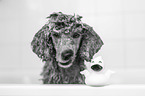 Standard Poodle in a bathtub